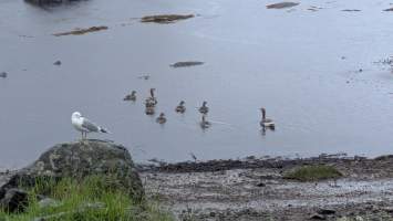 gallery image thumbnail