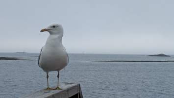 gallery image thumbnail